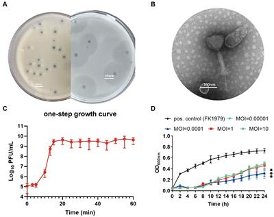 Phage resistance formation and fitness costs of hypervirulent Klebsiella pneumoniae mediated by K2 capsule-specific phage and the corresponding mechanisms